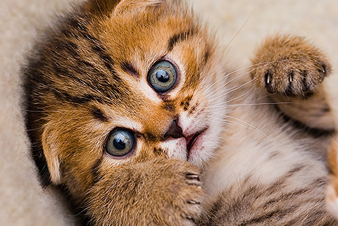 開心寵物行業(yè)網(wǎng)站建設(shè)作案例