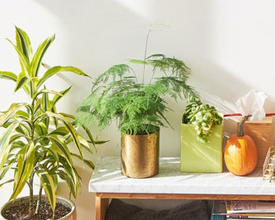 優(yōu)生活小程序開(kāi)發(fā)項(xiàng)目制作中