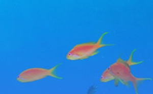 漁豆豆APP開發(fā)項(xiàng)目制作中